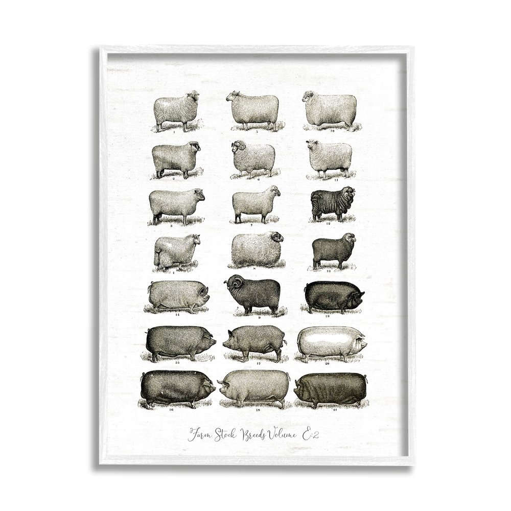 Stupell Industries Farm Animal Breeds Pigs Sheep Diagram Chart, Design by Lettered and Lined
