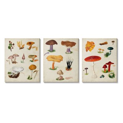 Stupell Industries Various Mushrooms Latin Study Drawings Botanical Diagram, Design by Vision Studio