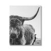 Stupell Industries Highland Cow Cattle Horn Close Up Serene Photography, Design by Dakota Diener, Gallery Wrapped Canvas, 16 x 20 view 1