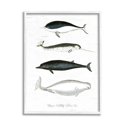 Stupell Industries Nautical Sea Life Whales Narwhal Marine Drawings, Design by Lettered and Lined