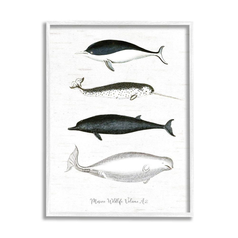 Stupell Industries Nautical Sea Life Whales Narwhal Marine Drawings, Design by Lettered and Lined