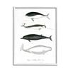 Stupell Industries Nautical Sea Life Whales Narwhal Marine Drawings, Design by Lettered and Lined view 1