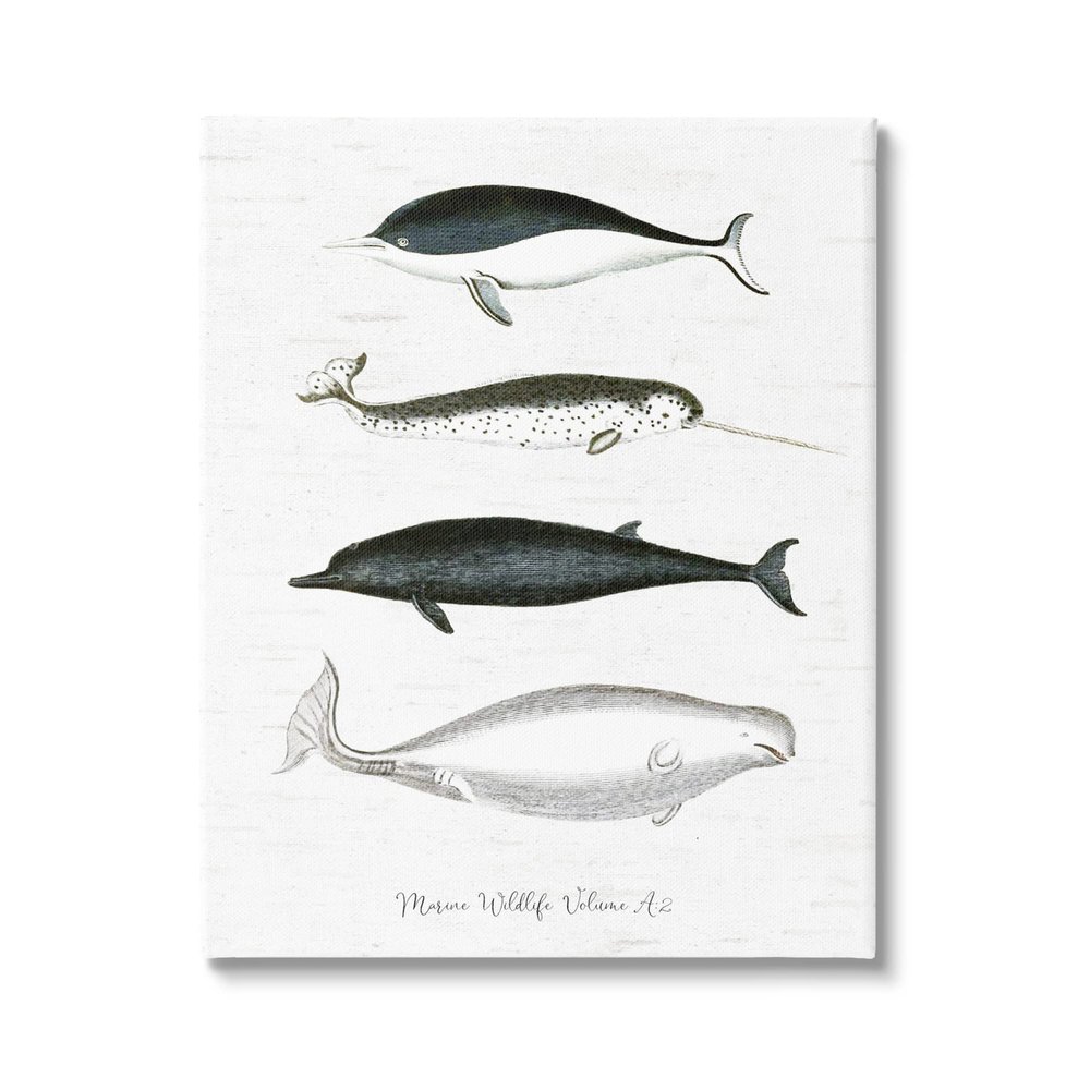 Stupell Industries Nautical Sea Life Whales Narwhal Marine Drawings, Design by Lettered and Lined