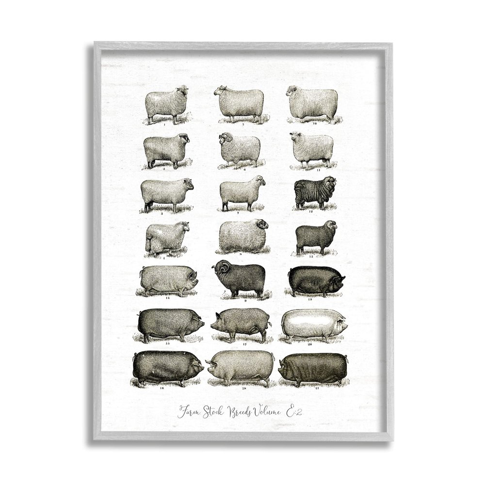 Stupell Industries Farm Animal Breeds Pigs Sheep Diagram Chart, Design by Lettered and Lined
