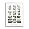 Stupell Industries Farm Animal Breeds Pigs Sheep Diagram Chart, Design by Lettered and Lined view 1