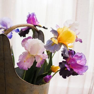 Rustic Reach Artificial Iris Flower Stem 31.5" Tall Purple/Five Stems