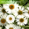 60PCS White Dried Needle Chrysanthemum Flowers for Resin Craft, Natural Pressed Dry Flowers for Resin Jewelry Candle Making Desk Lamp Craft DIY Phone Case Home Decoration view 2