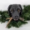 Beautiful Black Lab Christmas Tree Topper | Hand Made Guarantee view 3