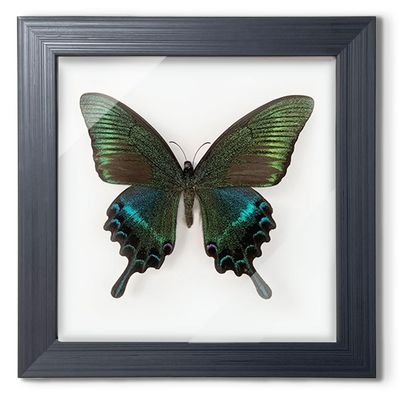 ITrixgan Taxidermy Framed Real Butterfly Taxidermy, Butterfly Specimen For Science Class Insect Lover, Gothic Home Decor Wall Decor, Taxidermia Goth Room Shelf Decor, Gothic Wall Art