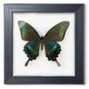 ITrixgan Taxidermy Framed Real Butterfly Taxidermy, Butterfly Specimen For Science Class Insect Lover, Gothic Home Decor Wall Decor, Taxidermia Goth Room Shelf Decor, Gothic Wall Art view 1