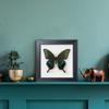 ITrixgan Taxidermy Framed Real Butterfly Taxidermy, Butterfly Specimen For Science Class Insect Lover, Gothic Home Decor Wall Decor, Taxidermia Goth Room Shelf Decor, Gothic Wall Art view 2