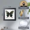 ITrixgan Taxidermy Framed Real Butterfly Taxidermy, Butterfly Specimen For Science Class Insect Lover, Gothic Home Decor Wall Decor, Taxidermia Goth Room Shelf Decor, Gothic Wall Art view 3