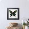 ITrixgan Taxidermy Framed Real Butterfly Taxidermy, Butterfly Specimen For Science Class Insect Lover, Gothic Home Decor Wall Decor, Taxidermia Goth Room Shelf Decor, Gothic Wall Art view 4