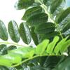 XXZY Simulation Artificial Trees Green Pots Artificial Floor Plants Big Leaf Boxwood Faux Tree Perfect for Home Office Gardens view 2