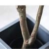 XXZY Simulation Artificial Trees Green Pots Artificial Floor Plants Big Leaf Boxwood Faux Tree Perfect for Home Office Gardens view 4