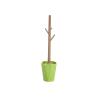 YQBUER Toilet Brush and Holder Toilet Brush Branch Shape Toilet Brush Fashion Bathroom Accessories Plastic Toilet Brush Holder Long Handle Easy to Clean Green Red Yellow Deep Cleaning Every Corner view 4