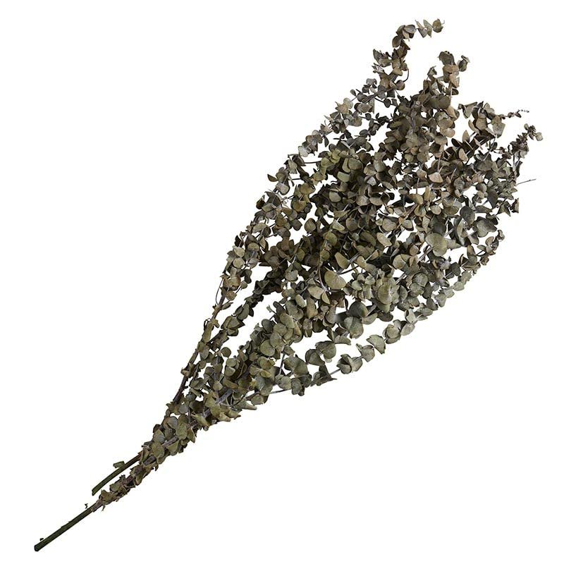 47th & Main Dried Eucalyptus Stems Bunch for Home Dcor, 36-Inches Long, Green