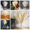 10 Stems 46" inch Dried Pampas Grass Decor Tall, Large Pompas Grass, Boho Neutral Home Decor Bouquet, Fluffy Pampass Grass for Floor Vase Wedding Floral Arrangements Wall Farmhouse Table Decor view 3