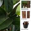 Artificial Rubber Plant - 70-Inch Faux Tree with Natural-Feel Leaves - Realistic Potted Indoor Plant for Office or Home Decor by Pure Garden (Green) view 2