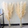 46" inch 10 Stems Natural Pampas Grass Decor Tall, Pompas Grass, Tall Pampas Grass for Weddingm, Farmhouse, Boho Home Decor (Ivory) view 1