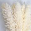 46" inch 10 Stems Natural Pampas Grass Decor Tall, Pompas Grass, Tall Pampas Grass for Weddingm, Farmhouse, Boho Home Decor (Ivory) view 3