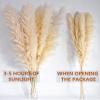 46" inch 10 Stems Natural Pampas Grass Decor Tall, Pompas Grass, Tall Pampas Grass for Weddingm, Farmhouse, Boho Home Decor (Ivory) view 4