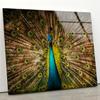 Myphotostation Peacock Wall Art Tempered Glass Wall Art 35.5Wx24H'' Feather Wall Art Modern Decor Glass Printing Large Wall Art Tempered Glass Panel Peacock Wall Decor Bird Wall Art view 1