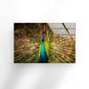 Myphotostation Peacock Wall Art Tempered Glass Wall Art 35.5Wx24H'' Feather Wall Art Modern Decor Glass Printing Large Wall Art Tempered Glass Panel Peacock Wall Decor Bird Wall Art view 2
