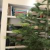 Rocky Mountain Goods Christmas Tree Food - 8 oz Tree Preservative - Reduce Needle Drop - Greener Scent - Fir, Pine, Spruce Trees - Extend Tree Life view 3