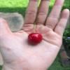 15 PCS Fake Red Cherries Artificial Fruit for Display, Kitchen Decor, Shop Decor, Props view 3