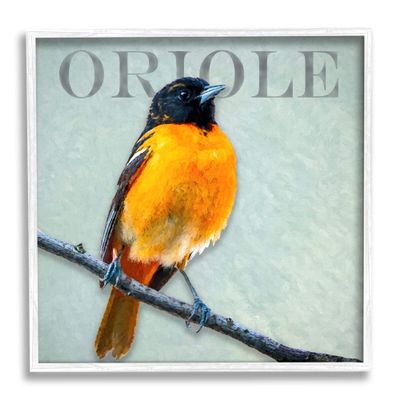 Stupell Industries Detailed Oriole Bird Portrait Perched Wildlife Animal Framed Wall Art, Design by Alpenglow Workshop