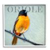 Stupell Industries Detailed Oriole Bird Portrait Perched Wildlife Animal Framed Wall Art, Design by Alpenglow Workshop view 1