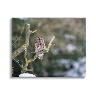 Stupell Industries Sleepy Owl Perched Snow Covered Nature Landscape Canvas Wall Art, Design by James Dobson