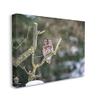 Stupell Industries Sleepy Owl Perched Snow Covered Nature Landscape Canvas Wall Art, Design by James Dobson view 2