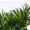 UNNS Small Bonsai Artificial Plant Simulation Welcome Pine Bonsai Decoration Zen Fake Green Plant Bonsai Hotel Tea Room Study Decoration Fake Tree Artificial Potted Plants view 4