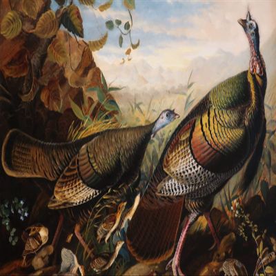 100% Smooth Cotton Paper - John James Audubon - Wild Turkey, Cock Hen and Young (1826) Birds of America Poster Painting Art Print - Size: 18 x 12 Inches