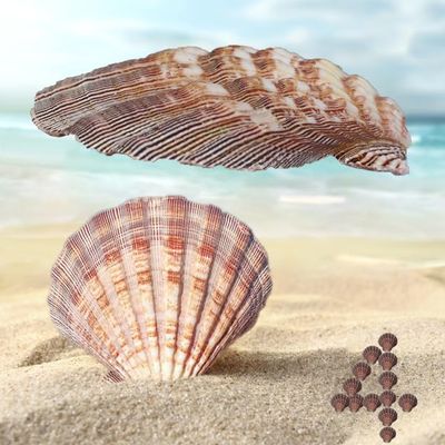 4 Piece 5-6" Lion's Paw Sea Shellfor Baking Smudging Crafts Beach Decor - Ocean Beach Seashells Perfect for Home Decoration, Art Craft, Vase Filler Fish Tank