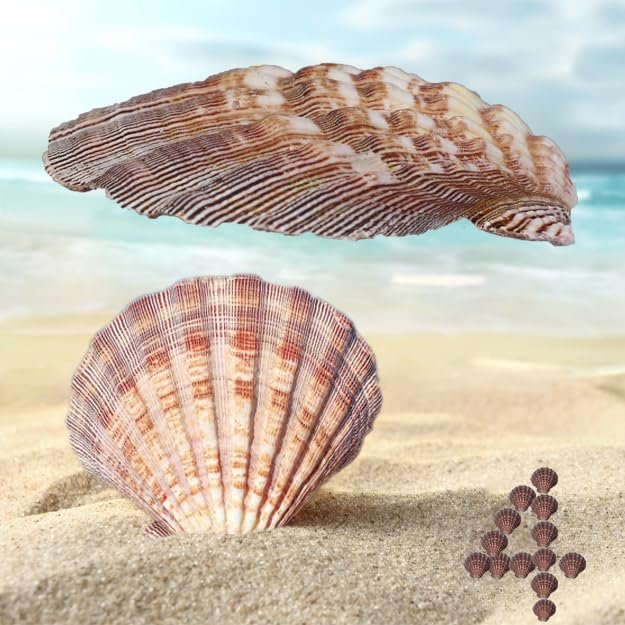 4 Piece 5-6" Lion's Paw Sea Shellfor Baking Smudging Crafts Beach Decor - Ocean Beach Seashells Perfect for Home Decoration, Art Craft, Vase Filler Fish Tank