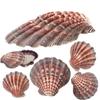 4 Piece 5-6" Lion's Paw Sea Shellfor Baking Smudging Crafts Beach Decor - Ocean Beach Seashells Perfect for Home Decoration, Art Craft, Vase Filler Fish Tank view 2