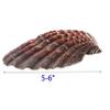4 Piece 5-6" Lion's Paw Sea Shellfor Baking Smudging Crafts Beach Decor - Ocean Beach Seashells Perfect for Home Decoration, Art Craft, Vase Filler Fish Tank view 3