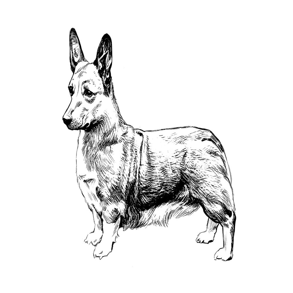 100% Smooth Cotton Paper - Welsh Corgi Drawing - Photo Poster Art Print - Size: 24 x 16 Inches