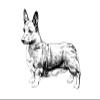 100% Smooth Cotton Paper - Welsh Corgi Drawing - Photo Poster Art Print - Size: 24 x 16 Inches view 1