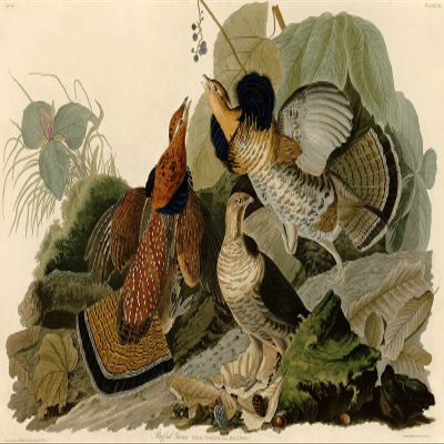 100% Smooth Cotton Paper - John James Audubon - Ruffled Grouse (1826) Birds of America Poster Painting Art Print - Size: 24 x 16 Inches
