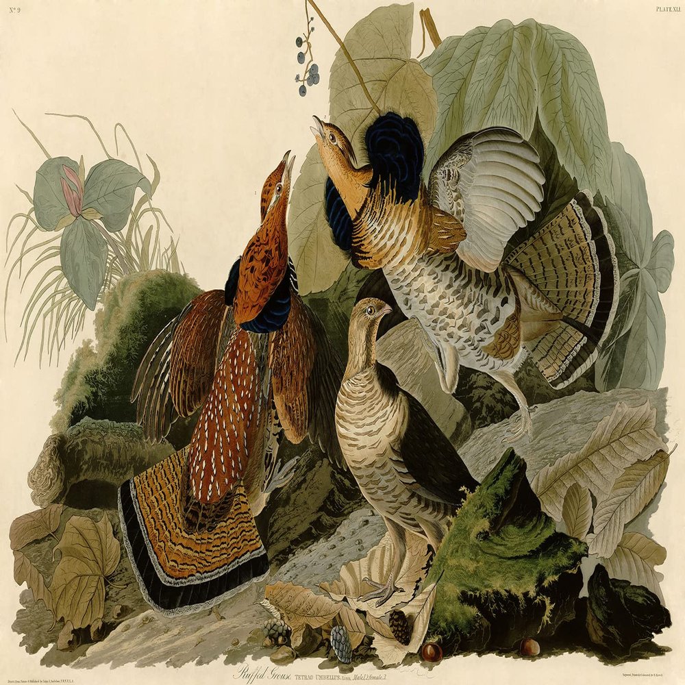 100% Smooth Cotton Paper - John James Audubon - Ruffled Grouse (1826) Birds of America Poster Painting Art Print - Size: 24 x 16 Inches