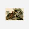 100% Smooth Cotton Paper - John James Audubon - Ruffled Grouse (1826) Birds of America Poster Painting Art Print - Size: 24 x 16 Inches view 2