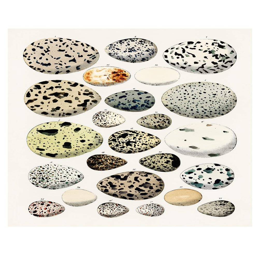 100% Smooth Cotton Paper - Bird Eggs (1851) Photo Poster Painting Art Print - Size: 24 x 16 Inches