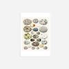 100% Smooth Cotton Paper - Bird Eggs (1851) Photo Poster Painting Art Print - Size: 24 x 16 Inches view 2