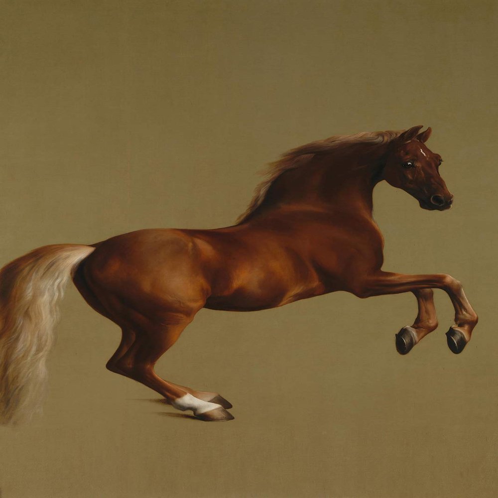 100% Smooth Cotton Paper - George Stubbs - Whistlejacket (1792) - Painting Photo Poster Print Art Gift Home Wall Decor - Equine Rider Riding Whistle Jacket - Size: 24 x 16 Inches