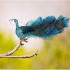 12" Teal Blue Peacock Christmas Ornament with Clip-on Feather Tail, Wedding Christmas Tree Decoration (2 Pack) view 3