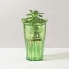 Tombow Hydroponics Container, Glow Base, Green, Shinki Synthetic 3.5 x 6.7 inches (9 x 17 cm) view 4